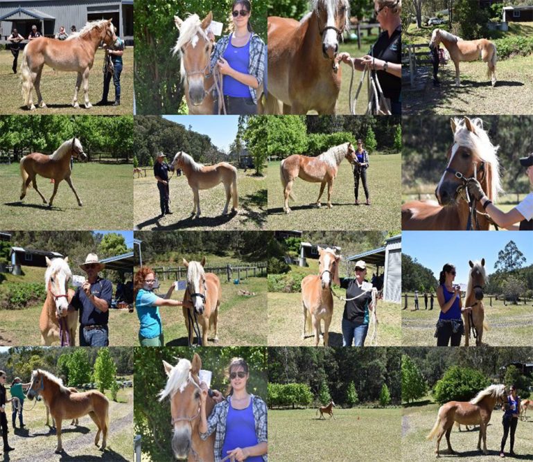 Fernances Creek Haflinger Classification day