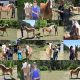 Fernances Creek Haflinger Classification day