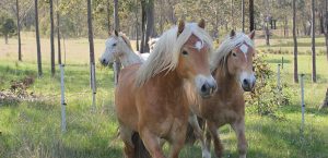 Haflinger Horses in Australia