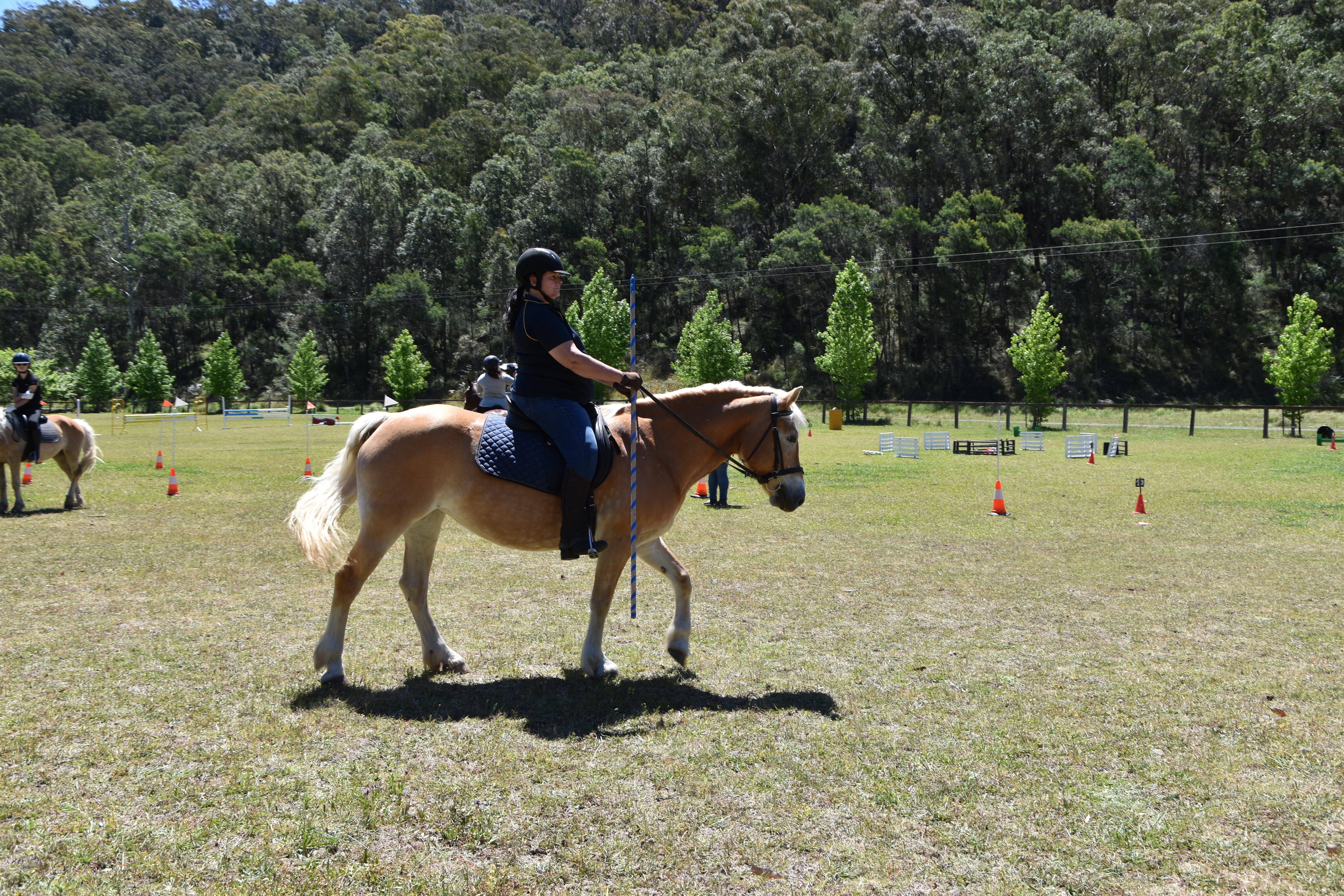 Australian Haflinger Horse Breeders Association
