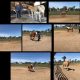 Queensland Haflinger Classification Day